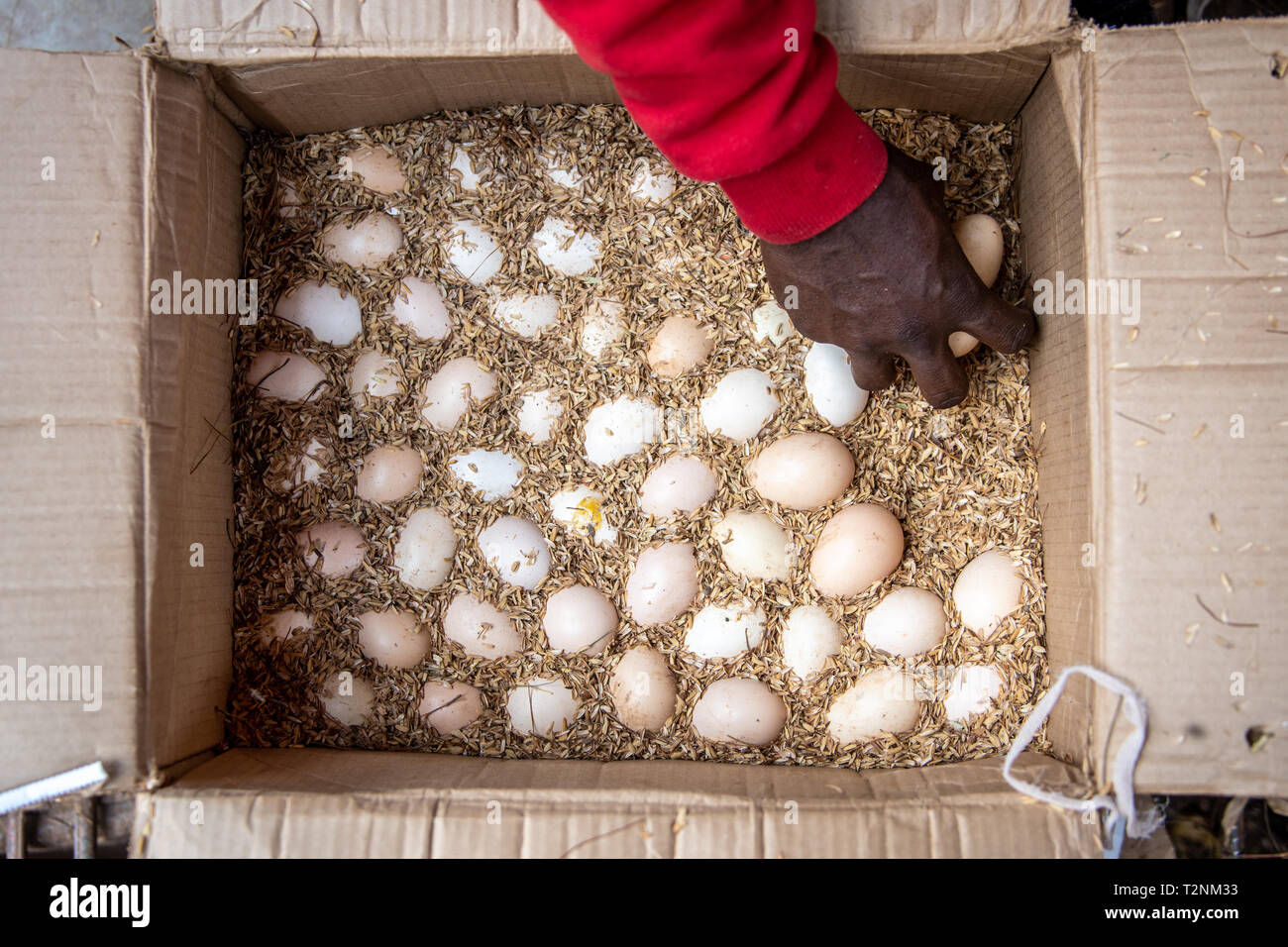 Verpackten Eier in der Verpackung, Kimironko Markt, Kigali, Ruanda Stockfoto