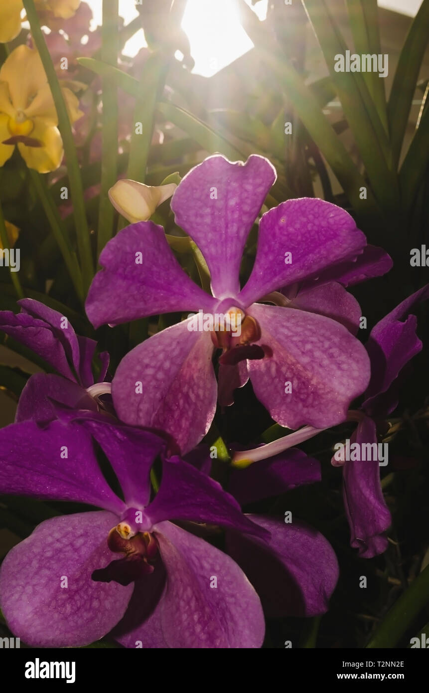 Schön und Schöne lila Orchideen mit Sonnenlicht Stockfoto