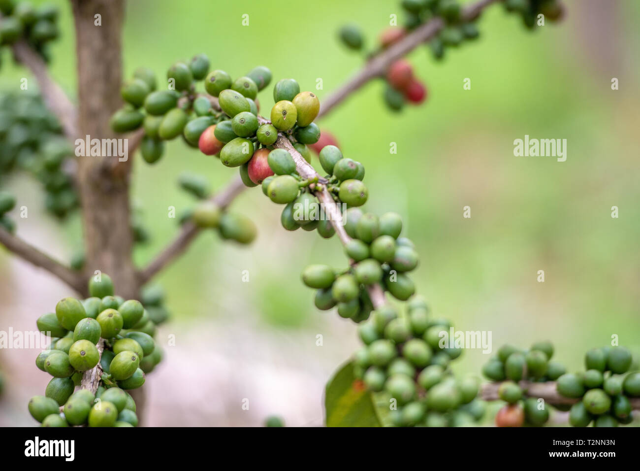Unreife Kaffeebohnen und Kaffee Kirschen am Baum in Ruanda wächst Stockfoto