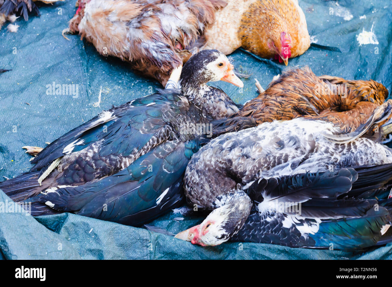 Bild von Enten und Hühner warten in einem Street Market geschlachtet werden, deren Fleisch zu verkaufen sehr verbraucht Stockfoto