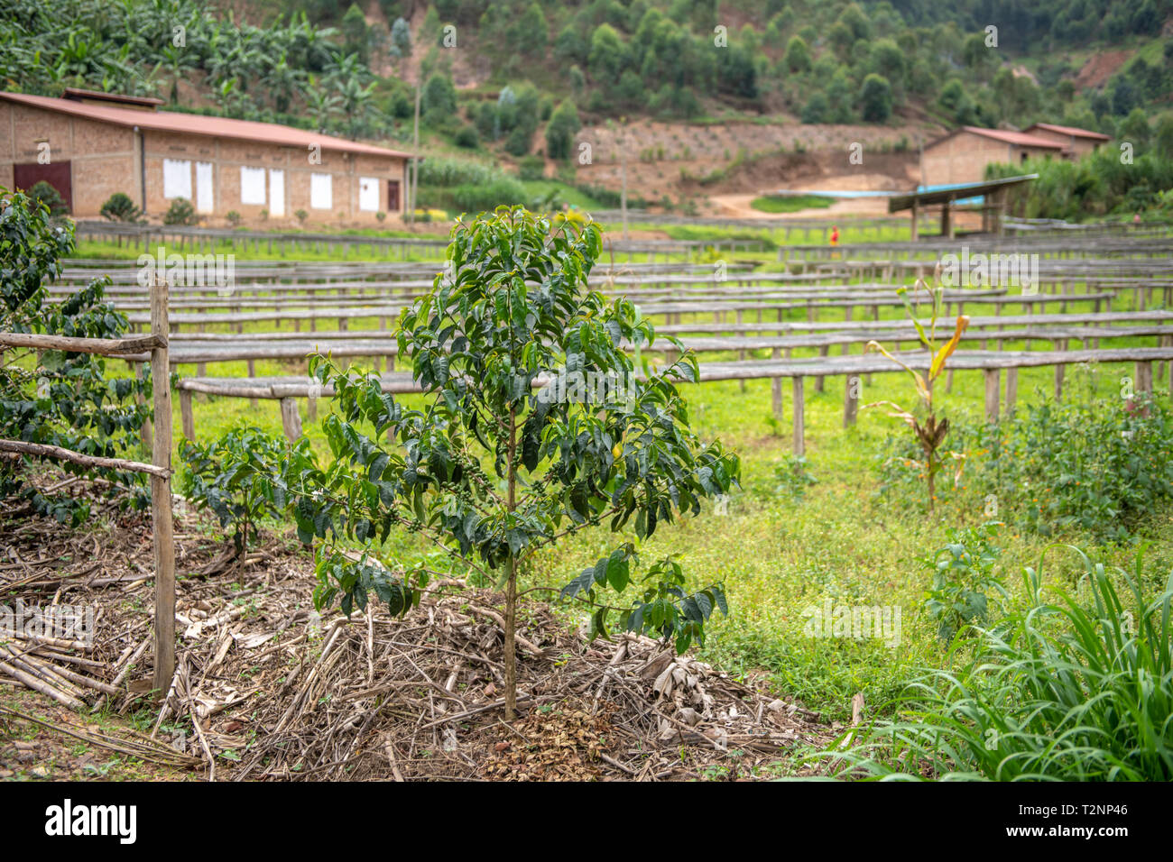 Kaffee Baum vor Feld voll von Zeilen von Kaffee Trockenständer in Ruanda wächst Stockfoto