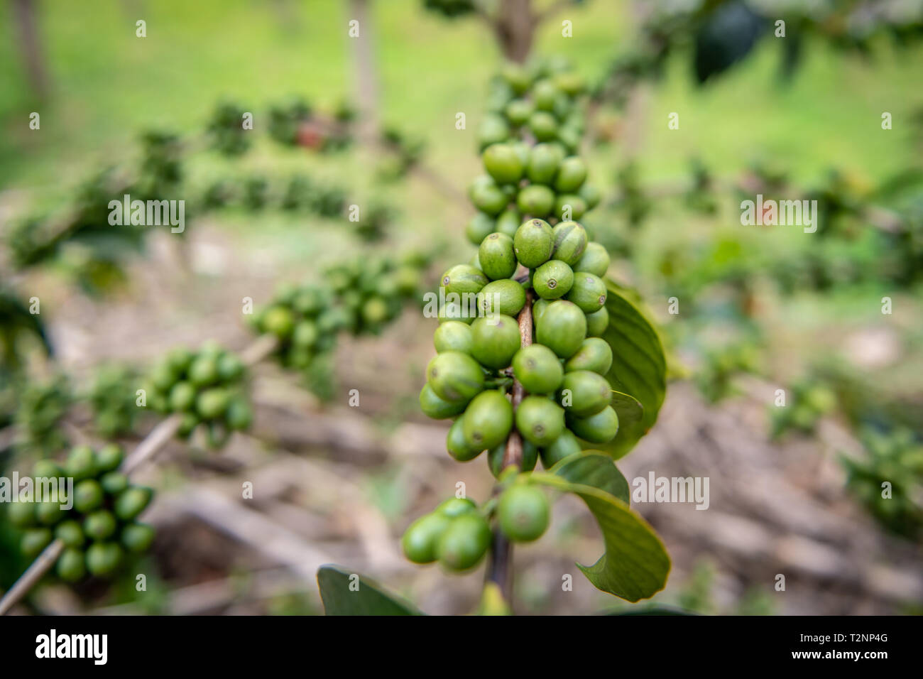 Unreife Bohnen wachsen auf Bäumen in Ruanda Stockfoto