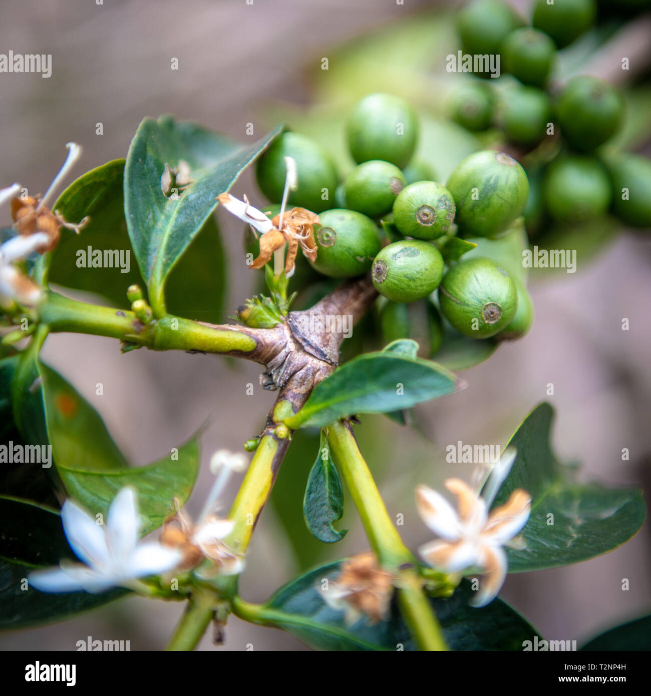 Unreife Kaffeebohnen und Blüten auf Baum in Ruanda wächst Stockfoto