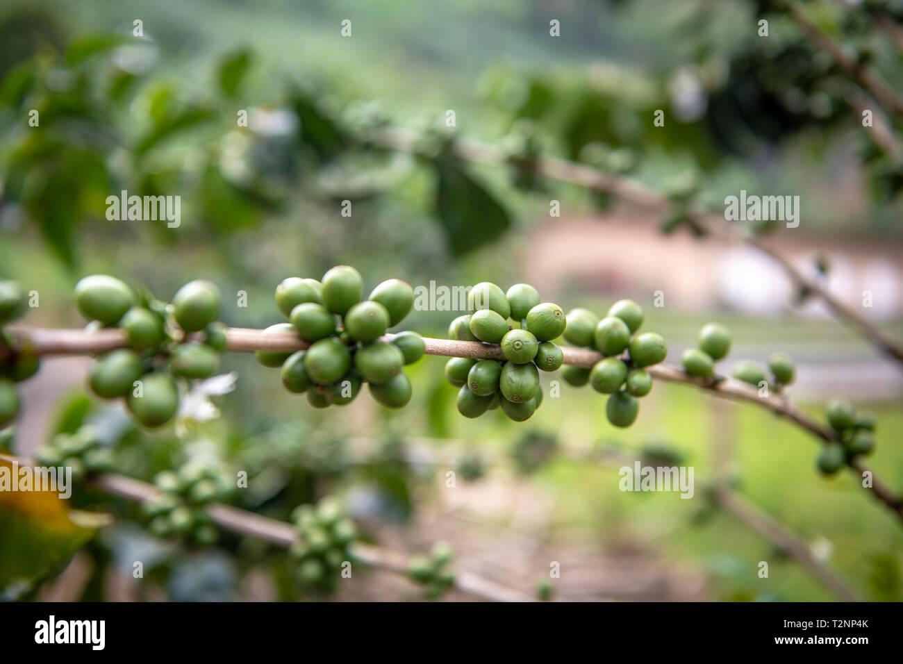 Unreife Bohnen wachsen auf Bäumen in Ruanda Stockfoto