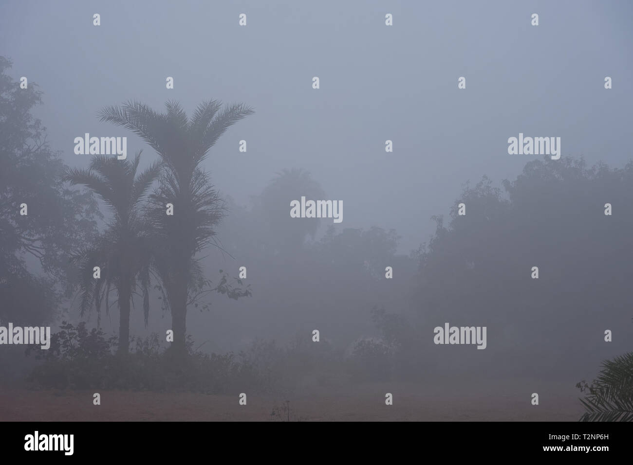 Datum Bäume von Land an nebligen Winter morgen Stockfoto