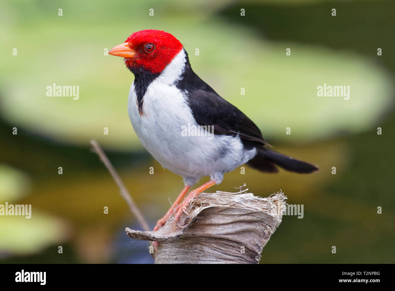 Yellow-billed Kardinal auf einem Baumstumpf in einem Teich thront. Punalu'u Beach, Hawaii. Stockfoto