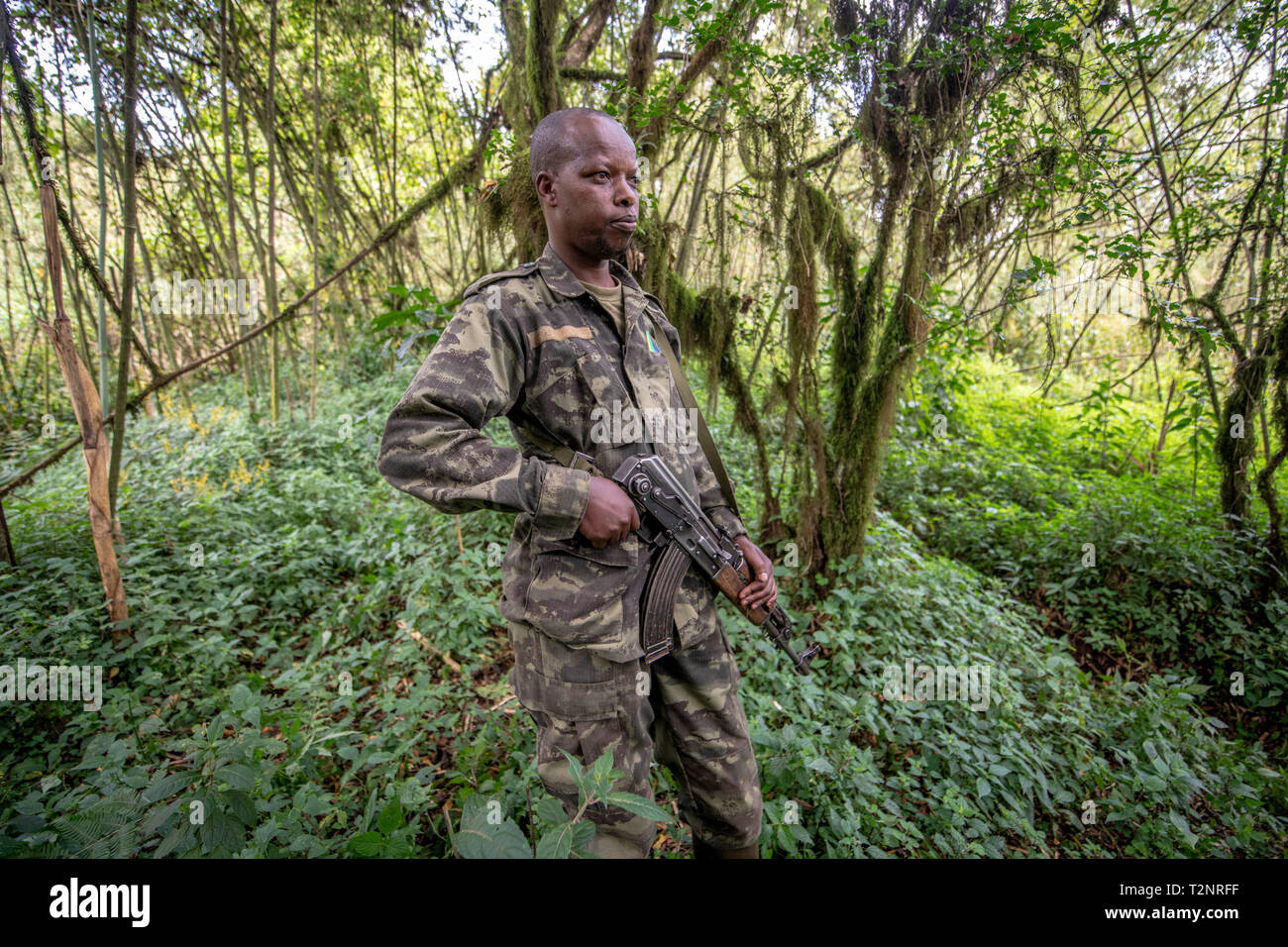 Park Ranger mit AK-47 Maschinengewehr Volcanos Nationalpark, Ruanda Stockfoto