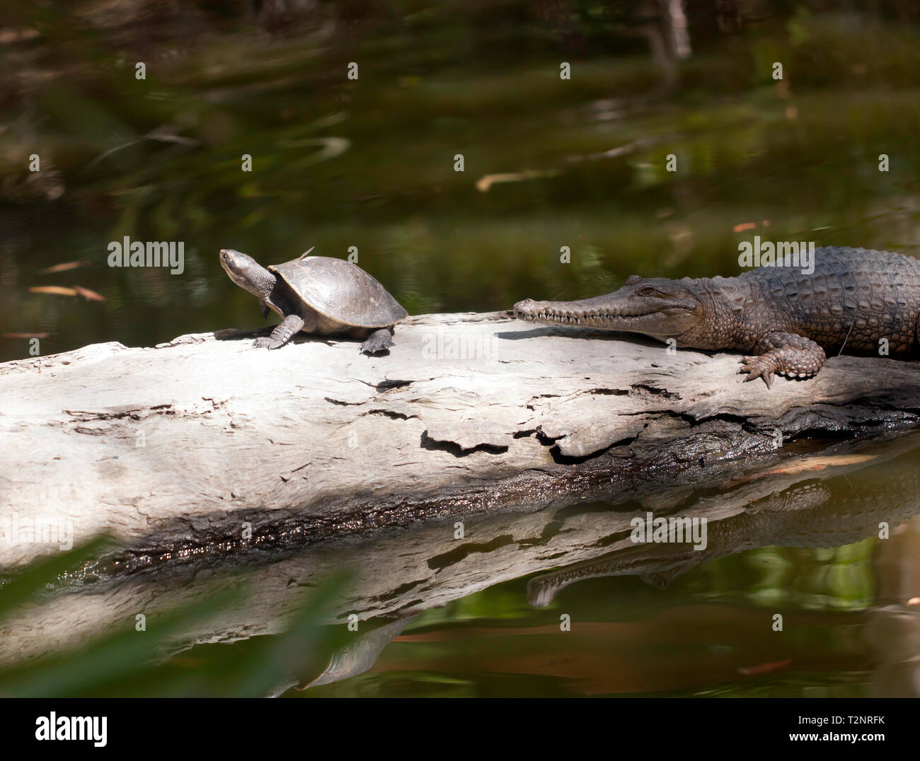 Ein Macquarie Schildkröte und ein Süßwasser Krokodil auf einem Baumstamm in der Lagune zu 'Hartley's Crocodile Adventures, Captain Cook Highway, Wangetti, Queensland, Stockfoto