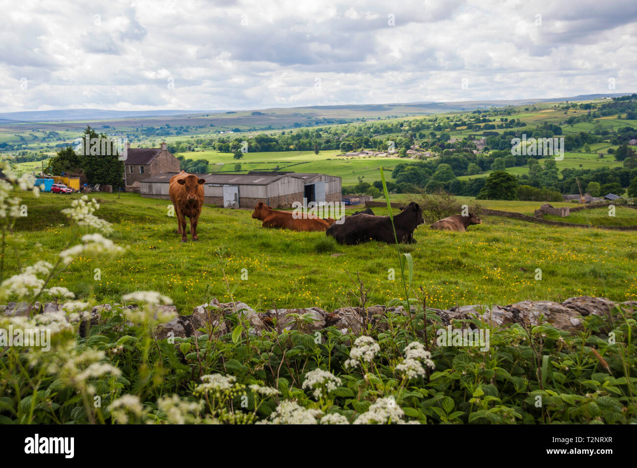 Einen malerischen Blick auf die Teesdale Landschaft mit Vieh weidete auf dem Gebiet umgeben von Steinmauern und grünen Weiden Stockfoto