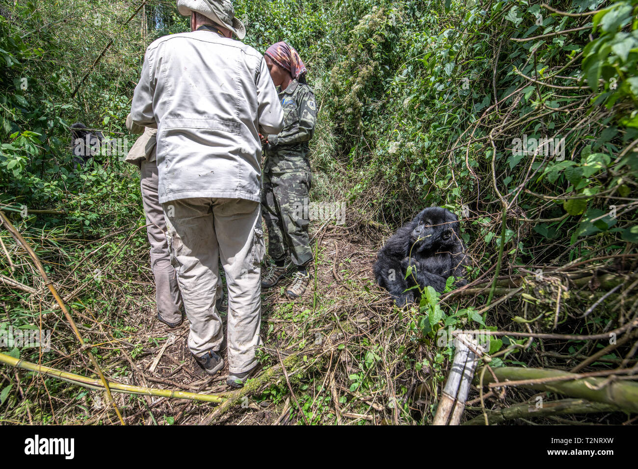 Touristische Blick auf Berg Gorillas (Gorilla beringei beringei) Der Muhoza Gruppe, in Volcanoes National Park, Virunga Berge, Ruanda. Stockfoto