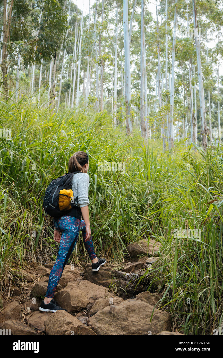 Wanderer erkunden den Wald, Ella, Uva, Sri Lanka Stockfoto