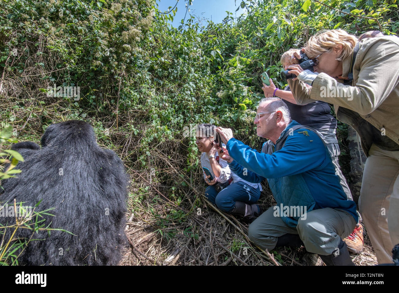 Touristische Blick auf Foto einen Berggorilla (Gorilla beringei beringei) Der Muhoza Gruppe und in Volcanoes National Park, Virunga Berge ra Stockfoto