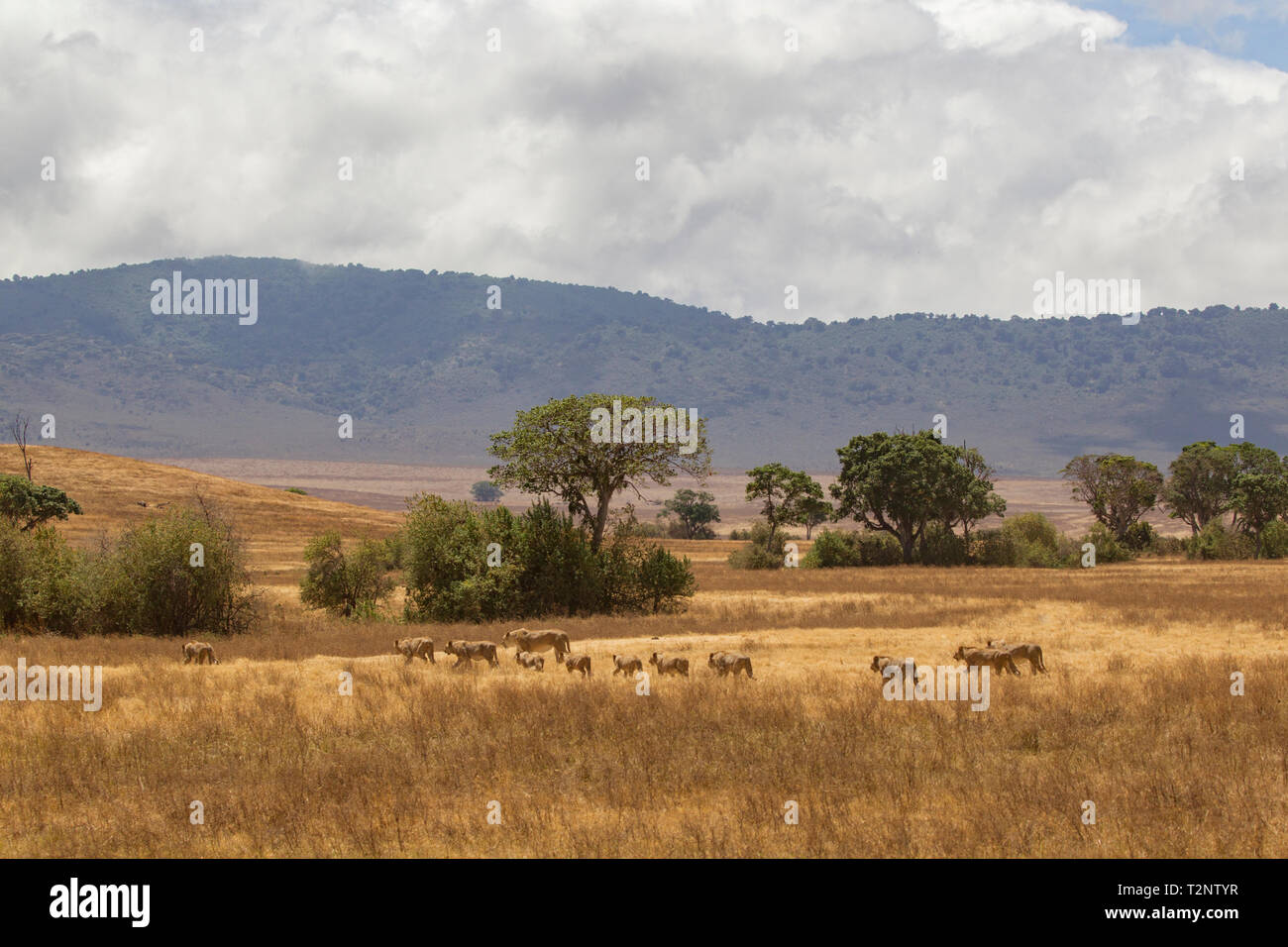Landschaft mit Stolz Löwe (Panthera leo), Ngorongoro Krater, Ngorongoro Conservation Area, Tansania Stockfoto