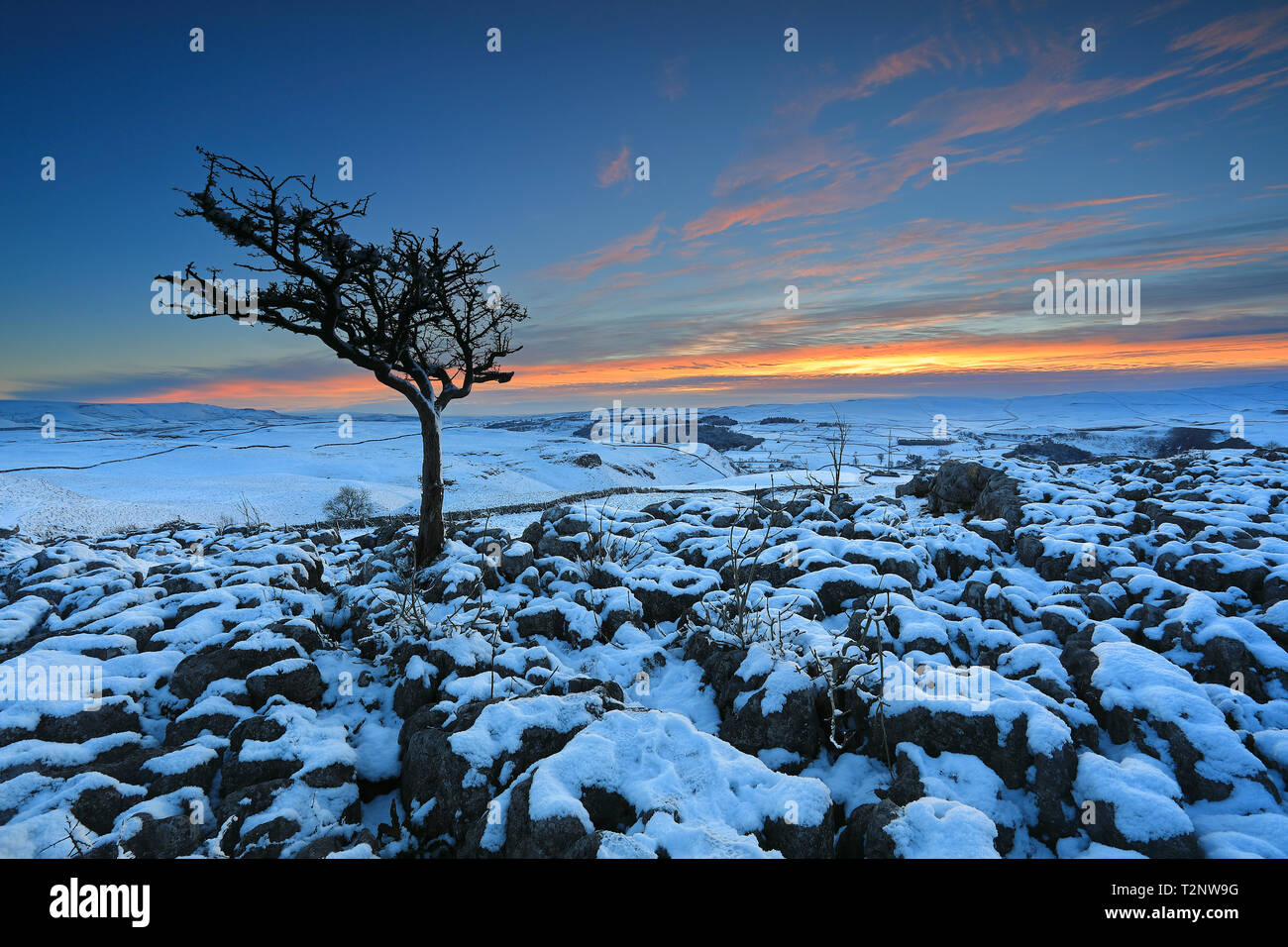 Sonnenuntergang und ein einsamer Baum stehend auf schneebedeckter Fahrbahn aus Kalkstein in der Nähe der Ortschaft Conistone in den Yorkshire Dales National Park, Großbritannien. Stockfoto