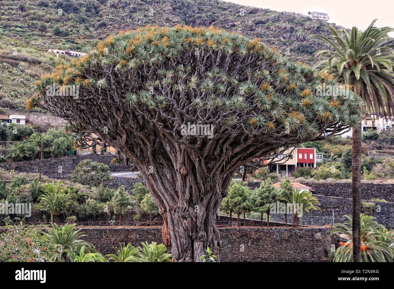 Teneriffa - alten Drachenbaum (Dracaena Draco), berühmte tausendjährige Baum in Icod de los Vinos. Kanarische Inseln, Spanien. Stockfoto