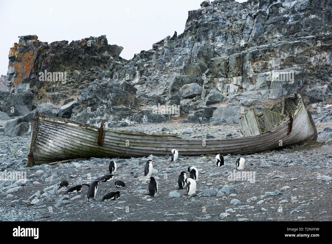 Eine alte verlassene Boot im Half Moon Island, Antarktische Halbinsel, von einem der frühesten touristische Kreuzfahrten in die Antarktis zu gehen, mit kinnband Pen Stockfoto