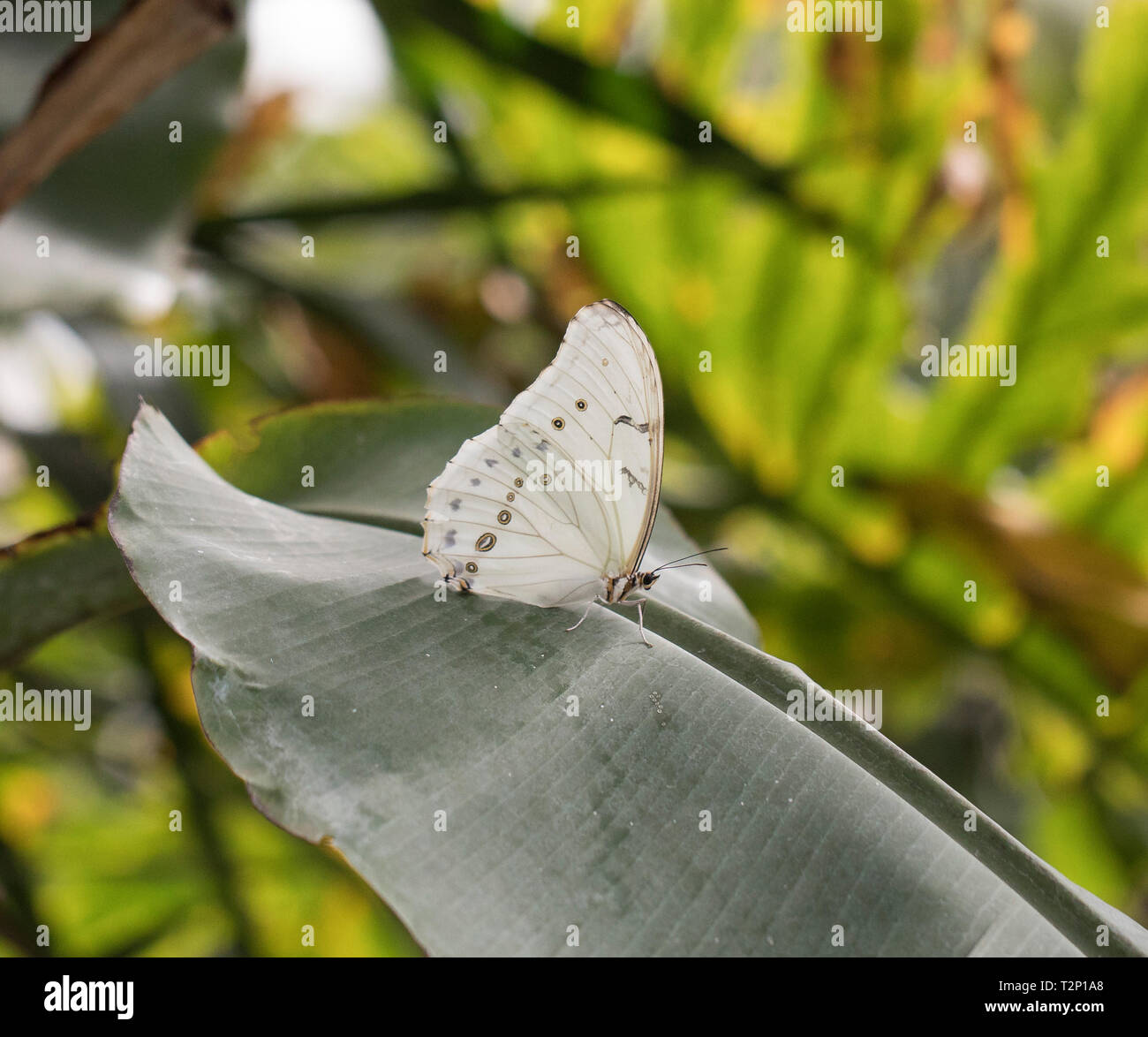 Weiße Morpho Schmetterling Stockfoto