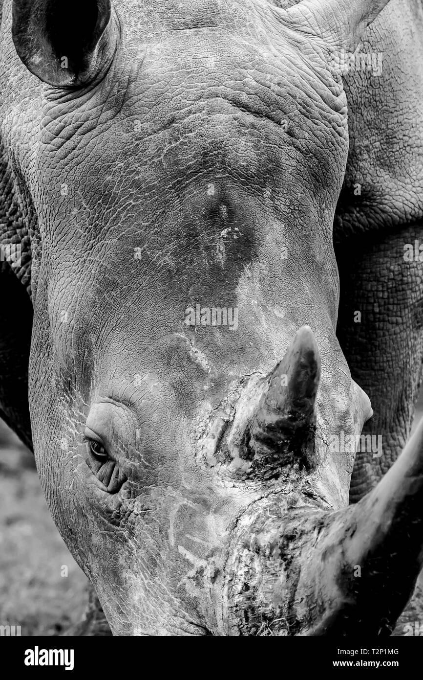 Schwarz-Weiß-Tierfotografie: Detaillierte Nahaufnahme von Kopf, Gesicht (Ceratotherium simum) von Nashorn-Nashorn-Nashorn-Nashorn-Nashorn, isoliert von Weidetieren. Stockfoto