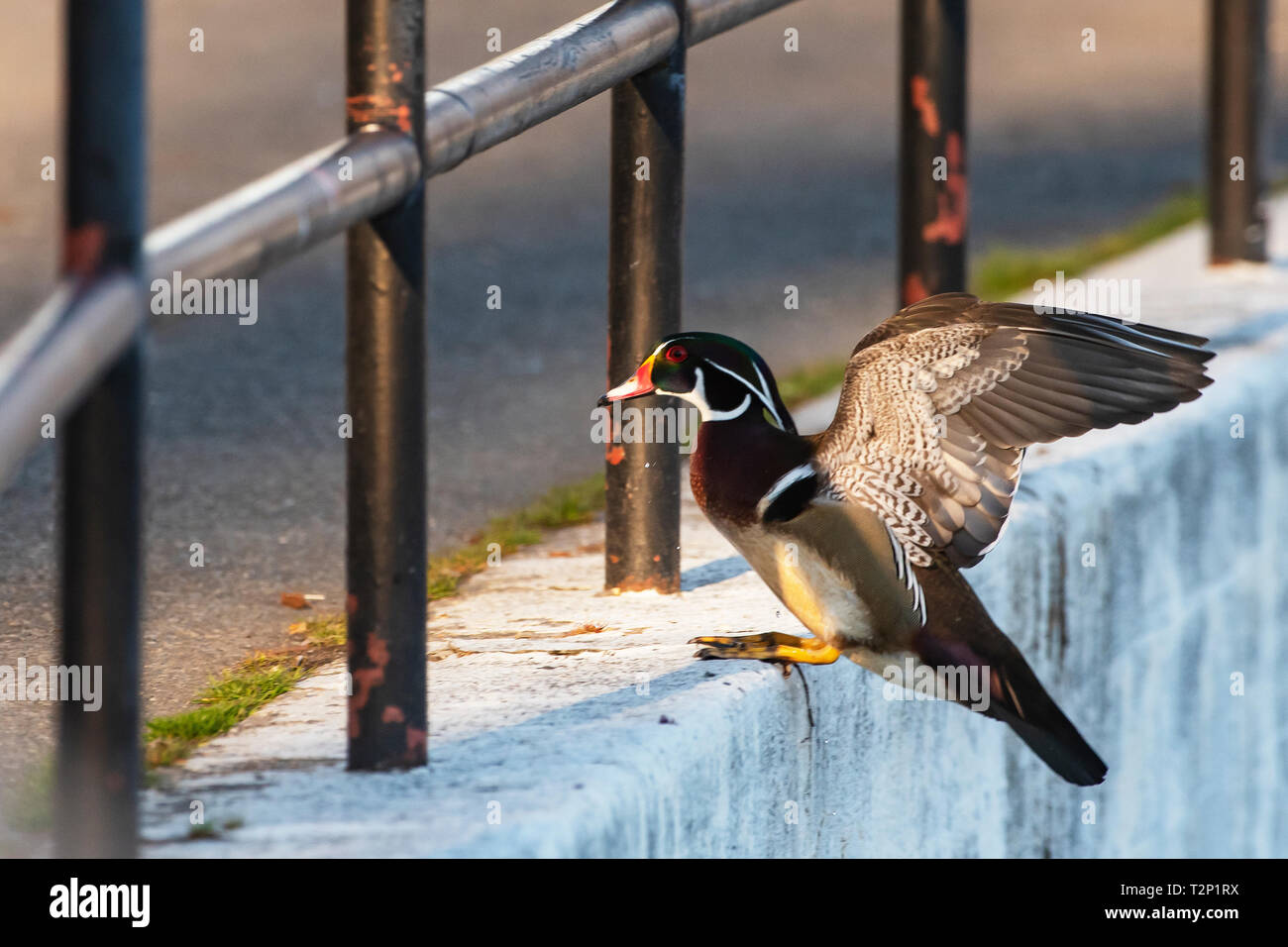 Amerikanische Holz Ente in städtische Umwelt Stockfoto