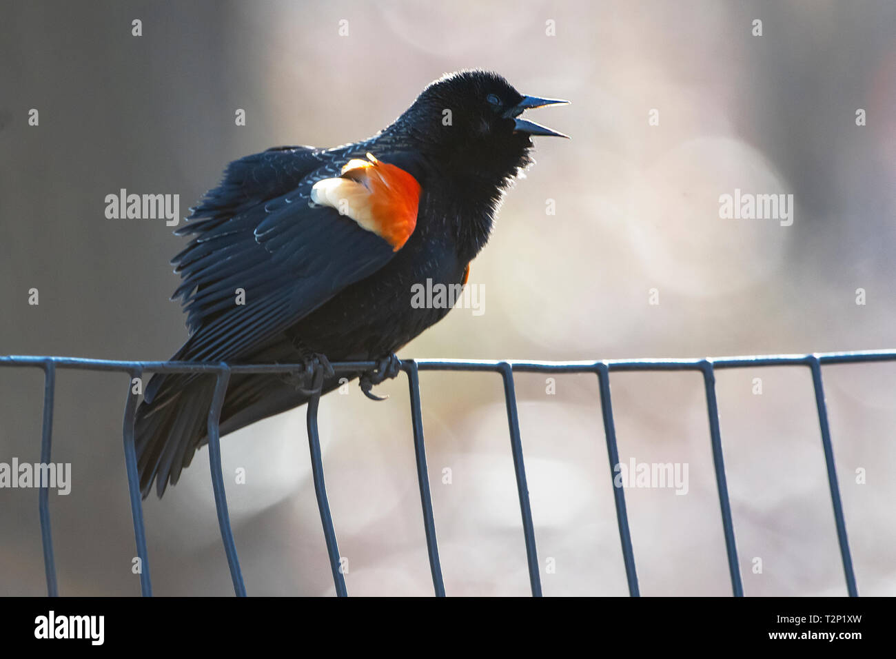 Von hinten beleuchtete Red-winged blackbird angezeigte Anfang April Stockfoto