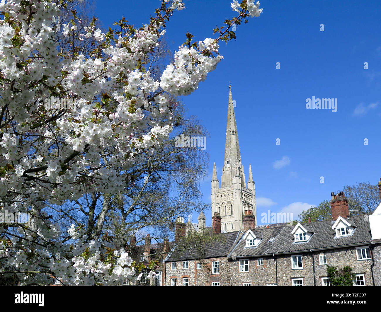 Norwich Cathedral Stockfoto