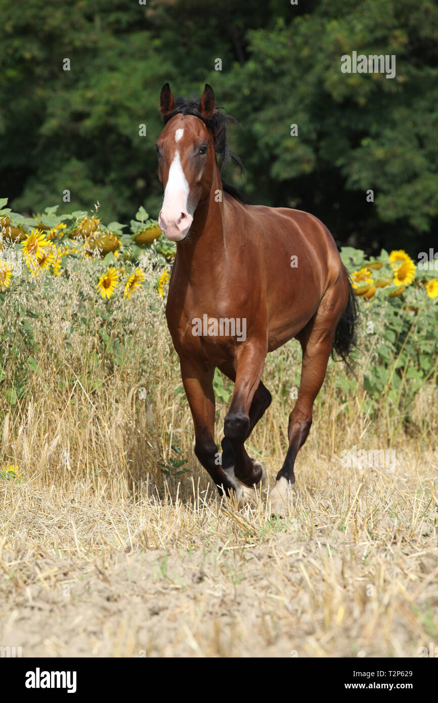 Schönes Pferd vor der Sonnenblumen, die auf ein Feld Stockfoto