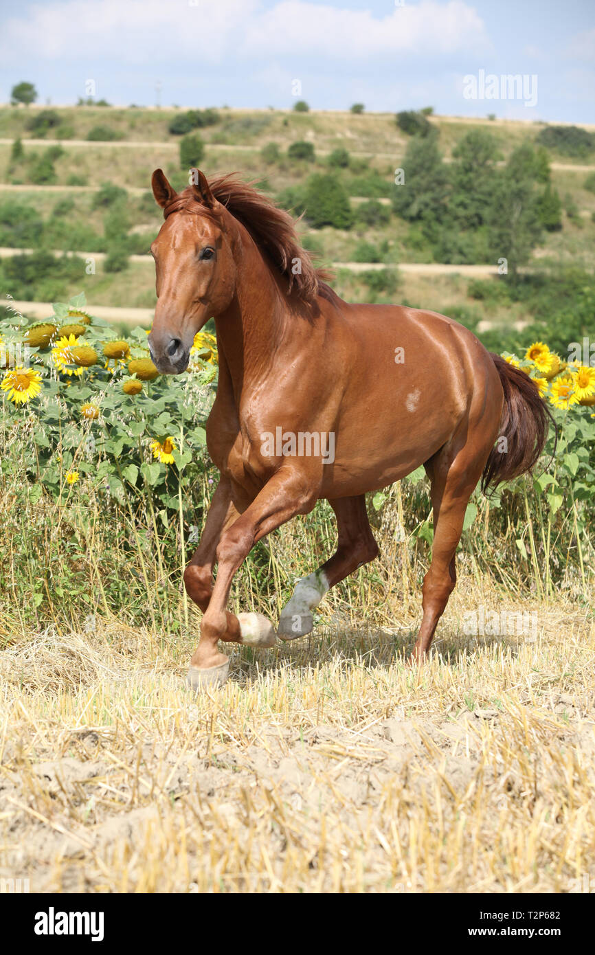 Schönes Pferd vor der Sonnenblumen, die auf ein Feld Stockfoto