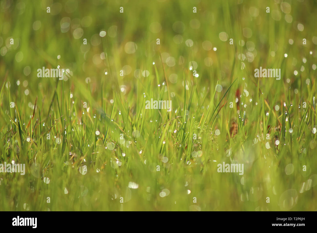 Wassertropfen auf dem grünen Rasen Stockfoto