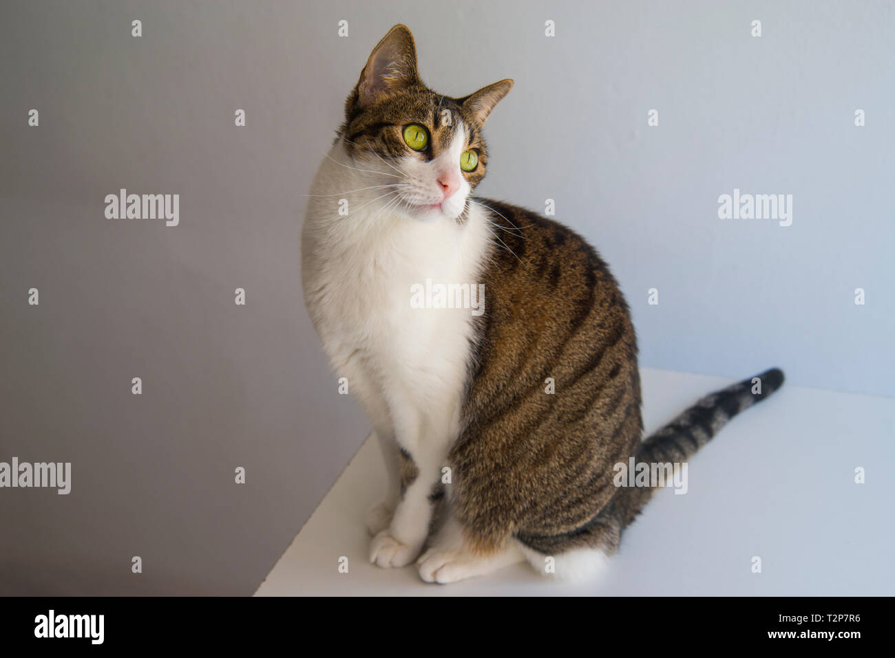 Tabby und weiße Katze sitzt, oben zu schauen. Stockfoto