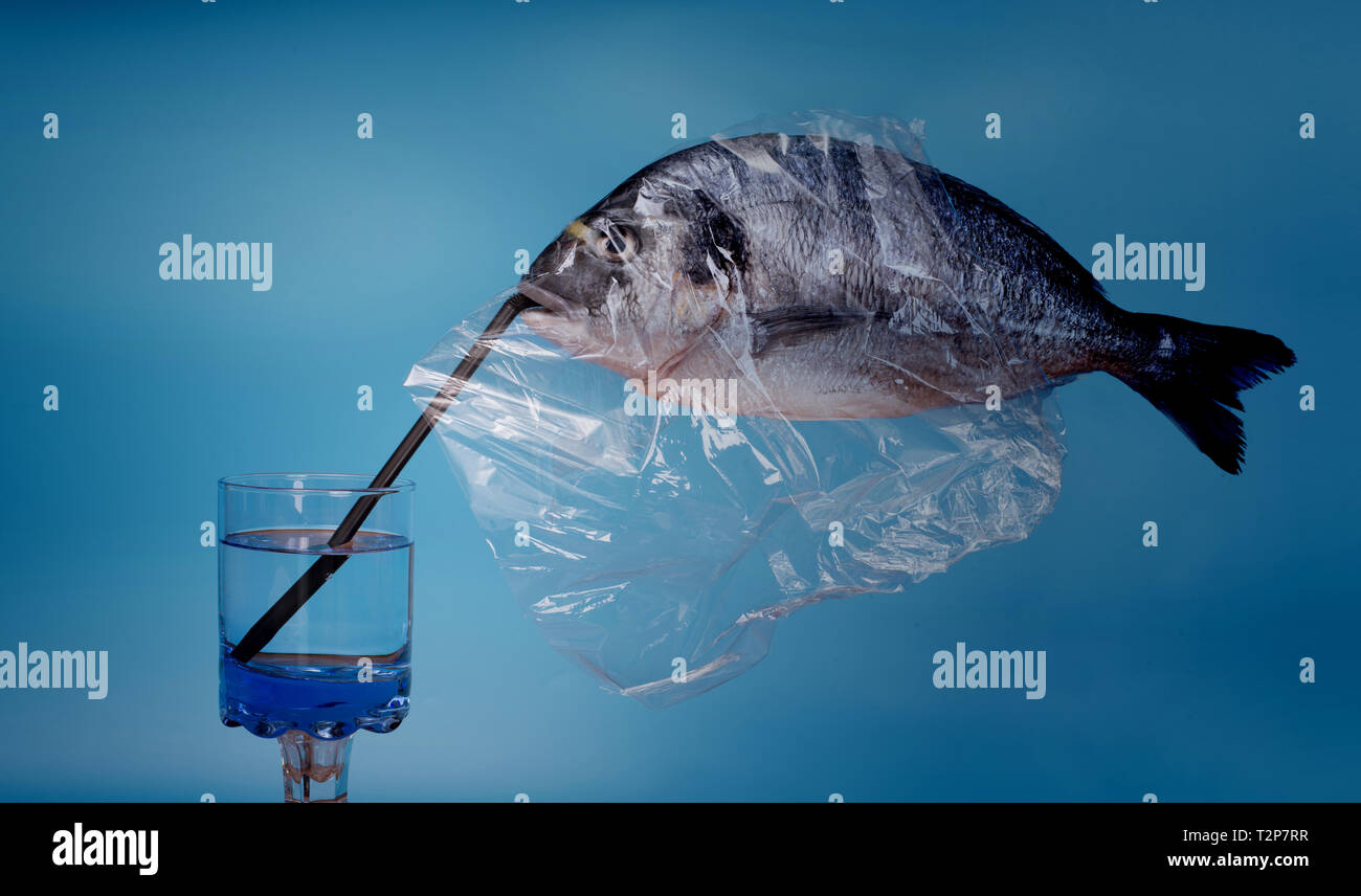 Fisch Dorade mit Shell, dass Getränke Mineralwasser in sauberen unverschmutztes Wasser mit Klarsichtfolie abgedeckt Stockfoto