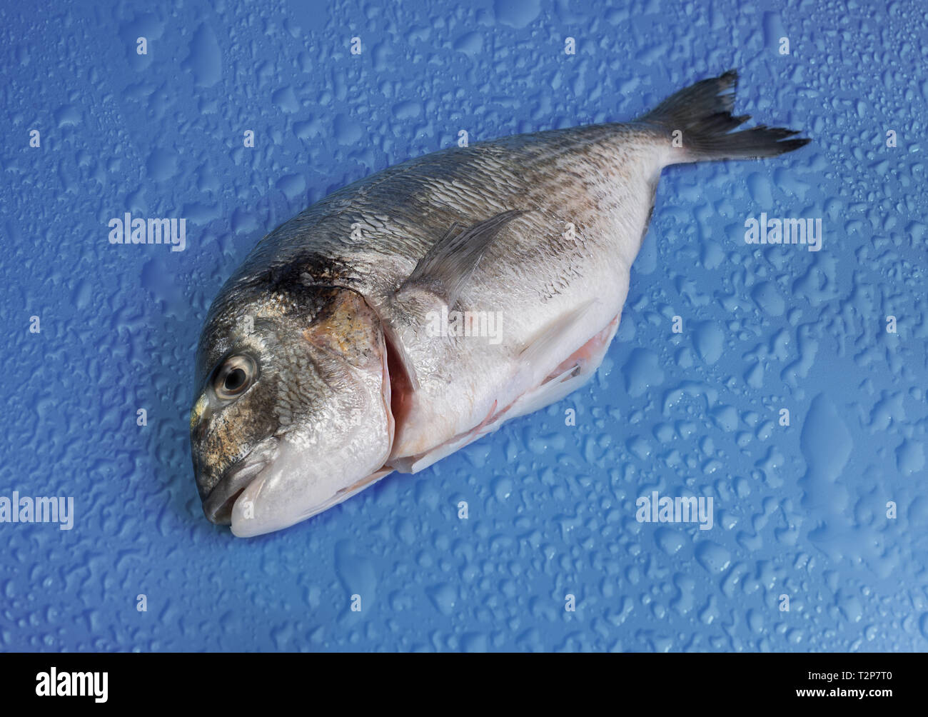 Aufgetaut Dorade Fisch mit kaltem Wasser Tropfen Stockfoto