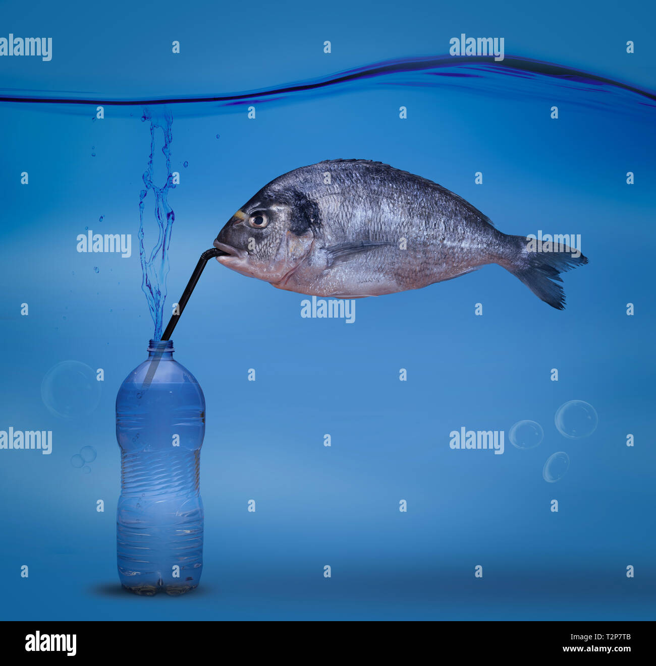 Fisch Dorade mit Shell, dass Getränke Mineralwasser in sauberen unverschmutztes Wasser mit Klarsichtfolie abgedeckt Stockfoto
