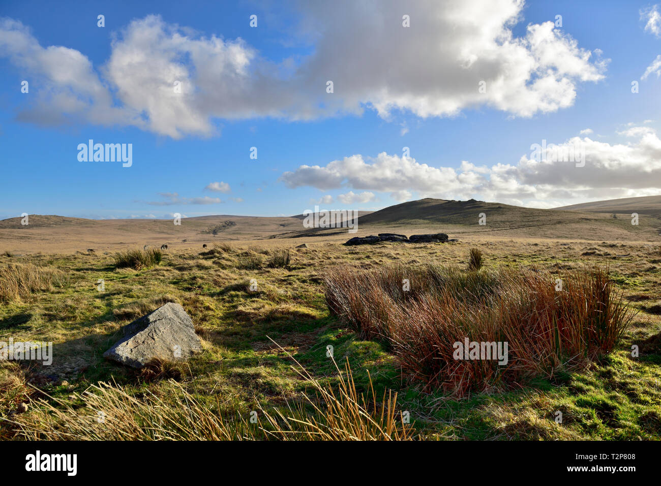 Dartmoor moorland Suchen über offene Heide in Richtung Oke Tor, Devon Stockfoto