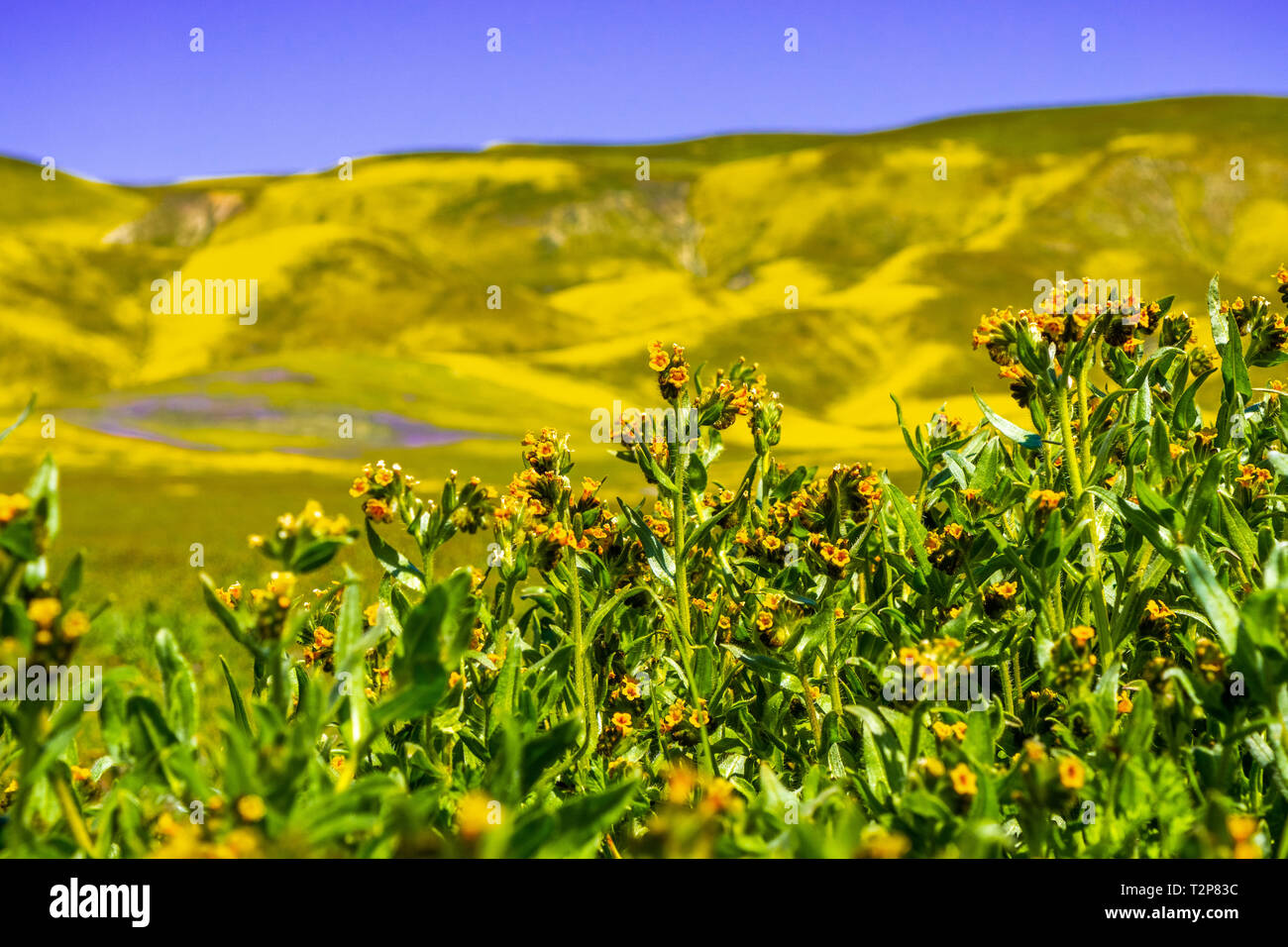 Fiddleneck (cynoglossum) Wildblumen blühen in Carrizo Plain National Monument, Berg in der Wildblumen im Hintergrund sichtbar, Kalifornien Stockfoto