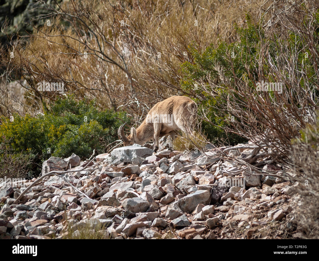 Iberischen wilde Ziege (Capra pyrenaica) Beweidung und Klettern in den Bergen in Salamanca, Spanien Stockfoto