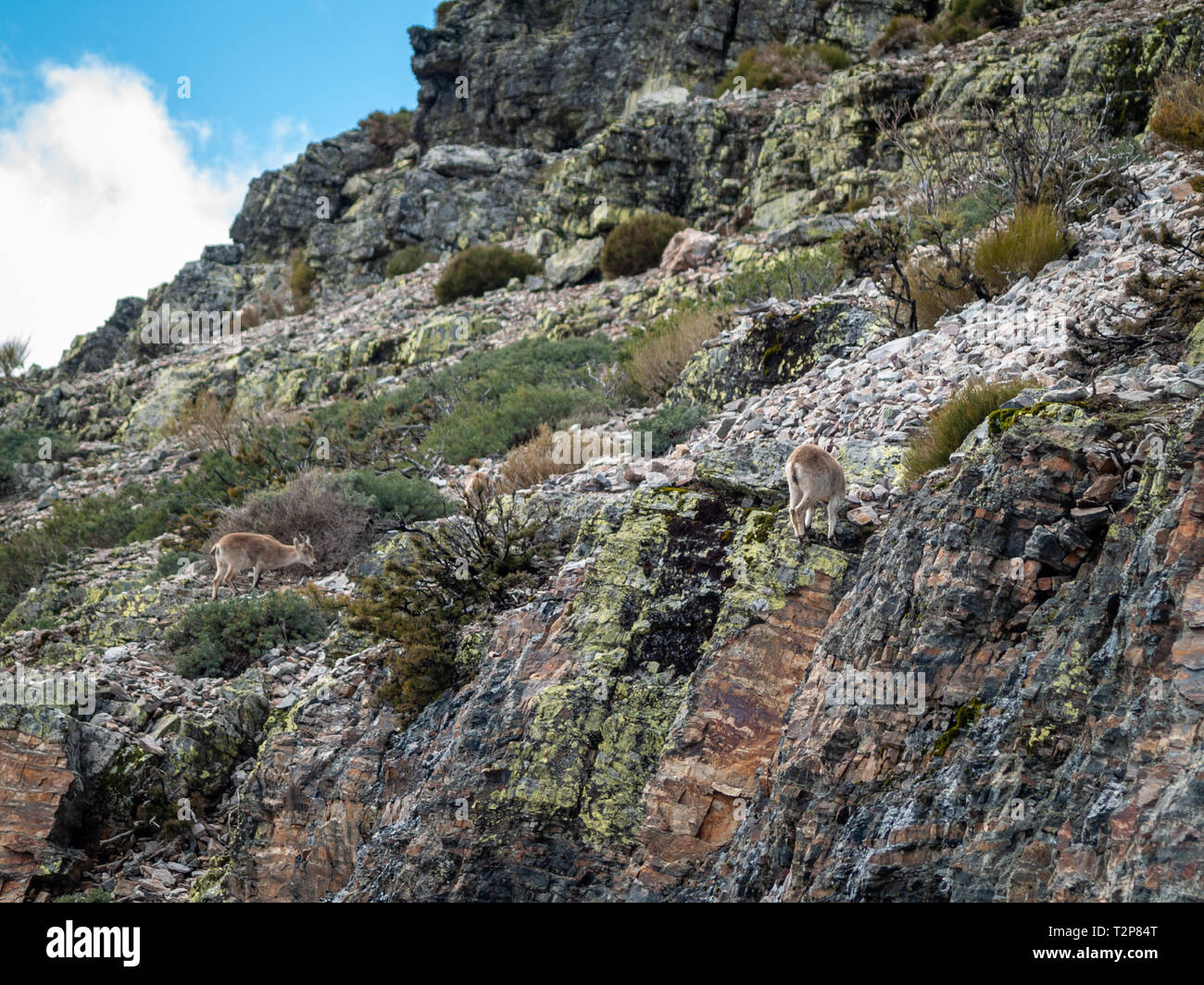 Iberischen wilde Ziege (Capra pyrenaica) Beweidung und Klettern in den Bergen in Salamanca, Spanien Stockfoto