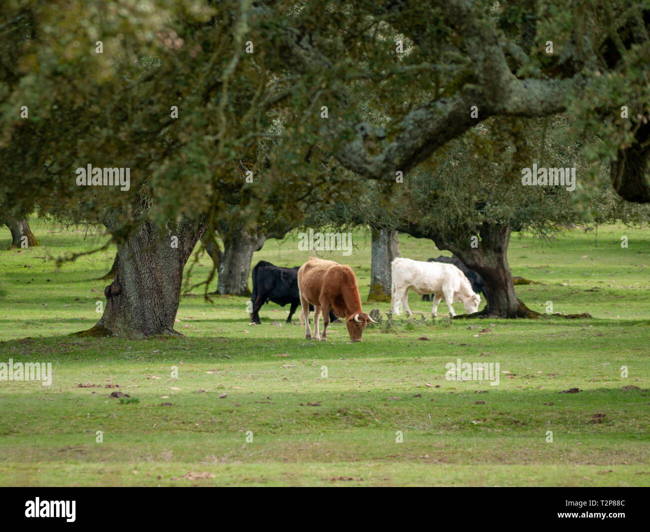 Eine Herde Kühe grasen in der dehesa in Salamanca (Spanien). Konzept der umfangreiche ökologische Tierhaltung Stockfoto
