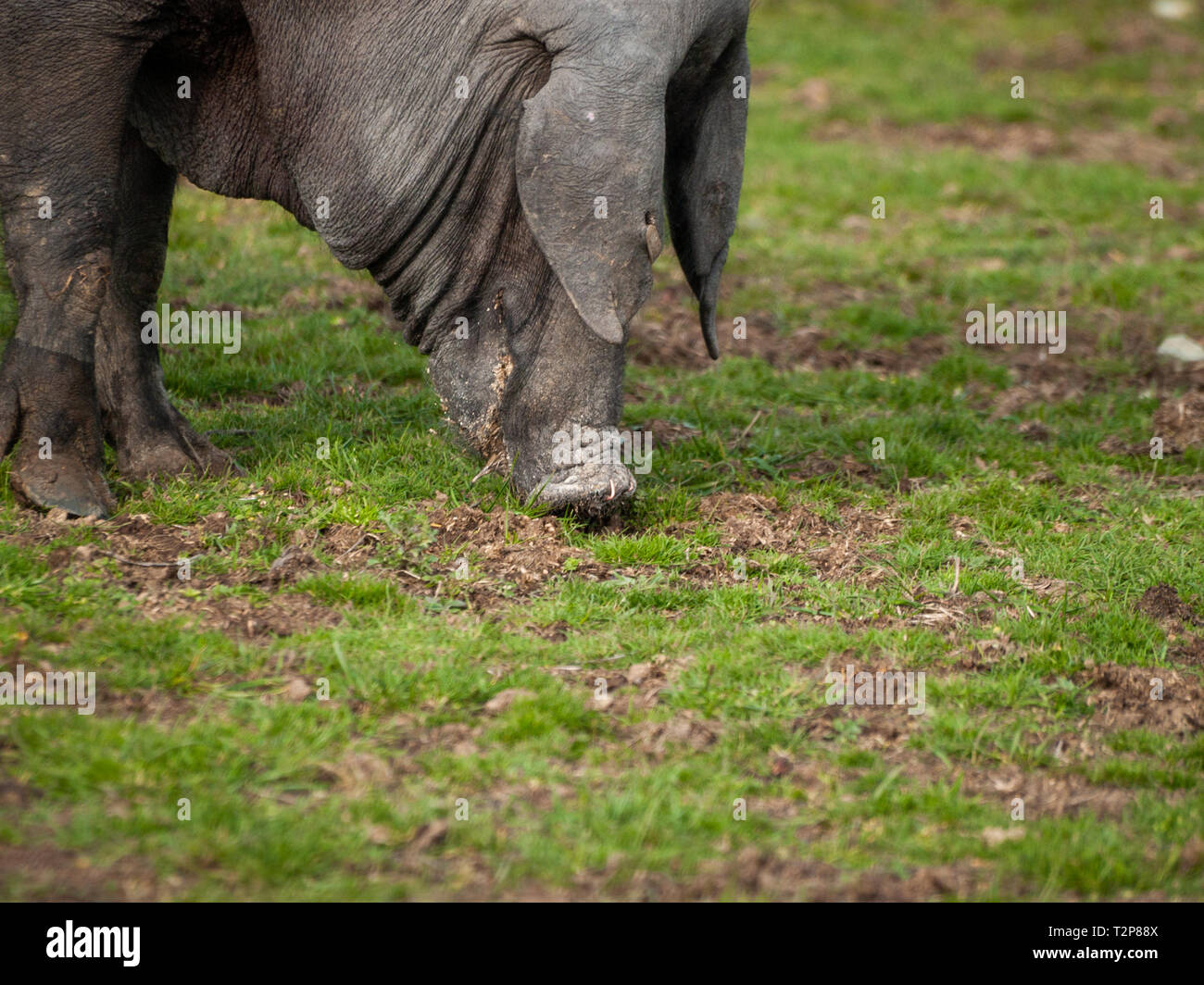 Iberischen Schwein Beweidung im spanischen Dehesa in Salamanca Stockfoto