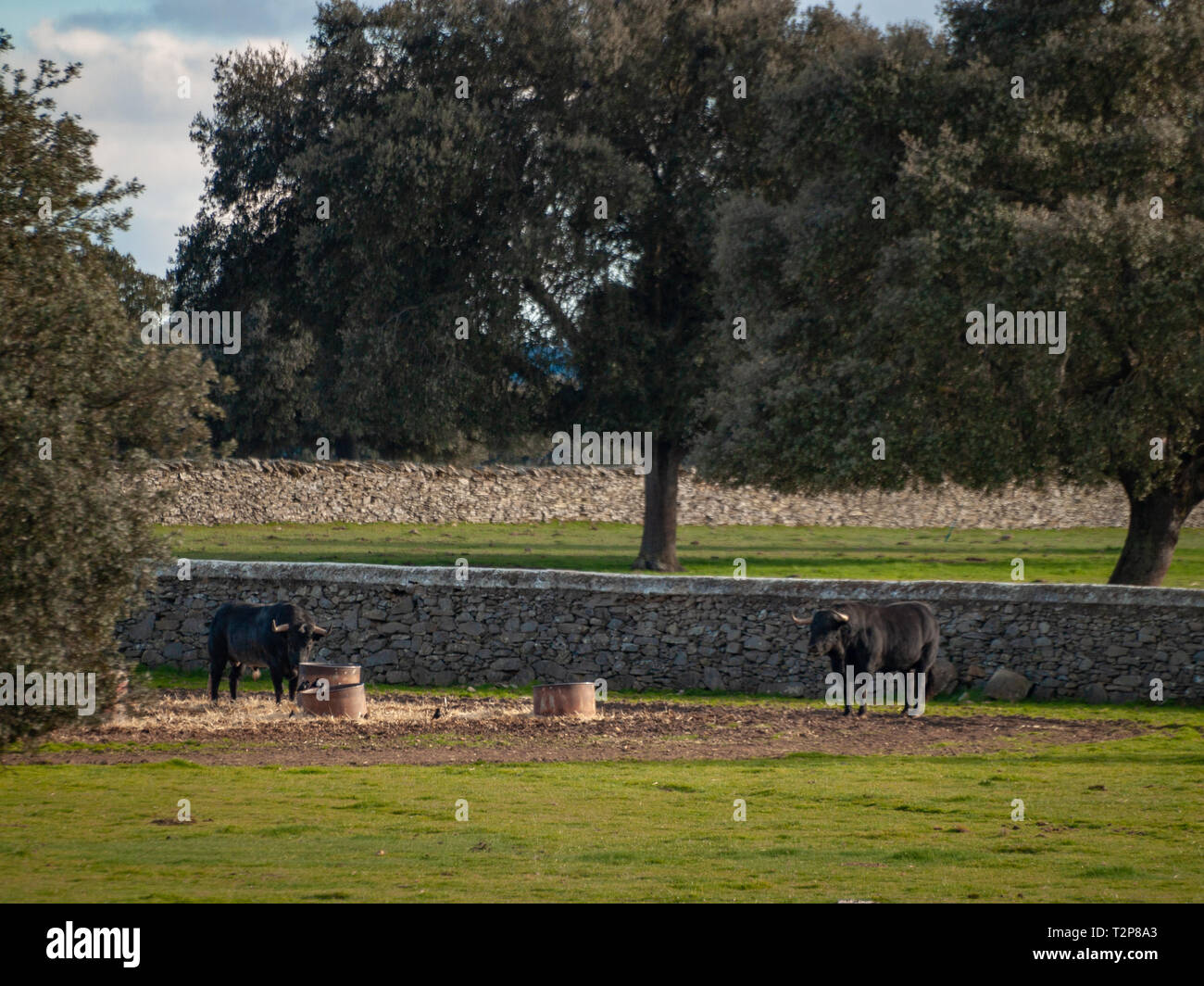 Stieren toro de Lidia Rasse in der dehesa in Salamanca, Spanien. Konzept der extensiven Tierhaltung Stockfoto