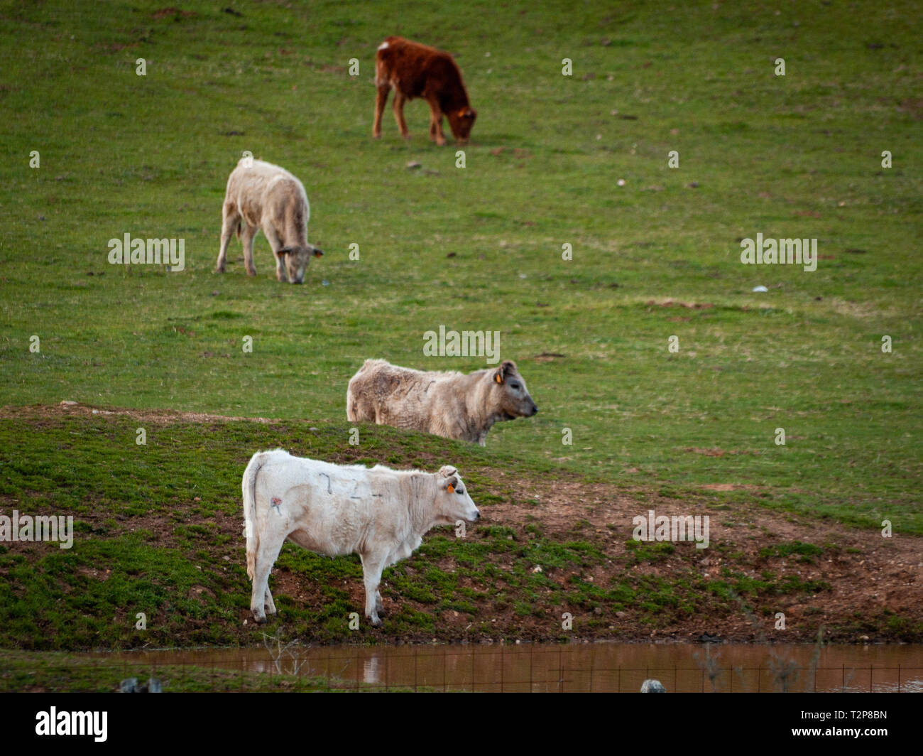 Eine Herde Kühe grasen in der dehesa in Salamanca (Spanien). Konzept der umfangreiche ökologische Tierhaltung Stockfoto