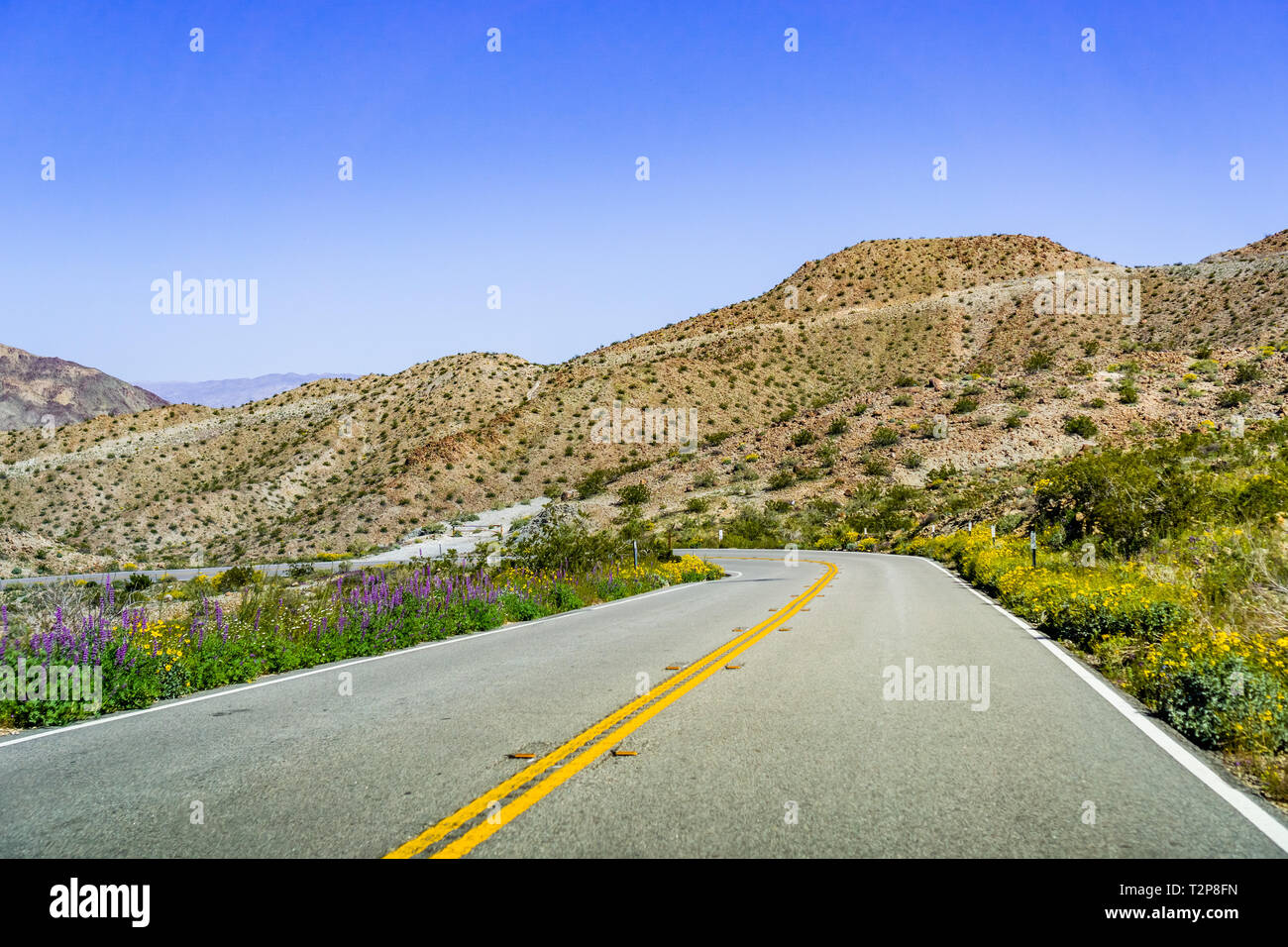 In Richtung Coachella Valley in Santa Rosa und San Jacinto Mountains National Monument, Süd Kalifornien Süd Kalifornien; Wildblumen gr Stockfoto