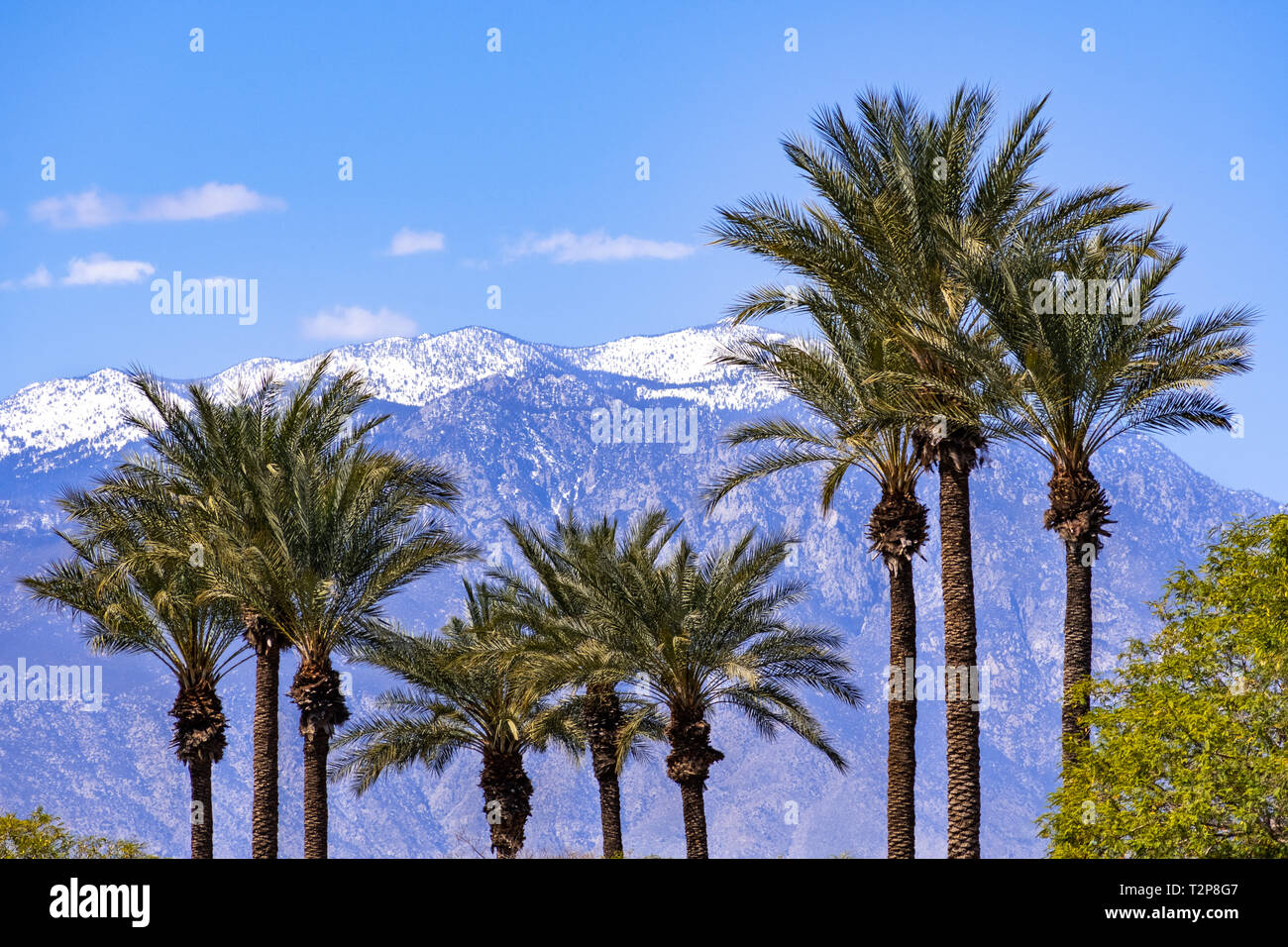Palmen und den schneebedeckten San Jacinto Mountains, Palm Springs, Coachella Valley, Kalifornien Stockfoto