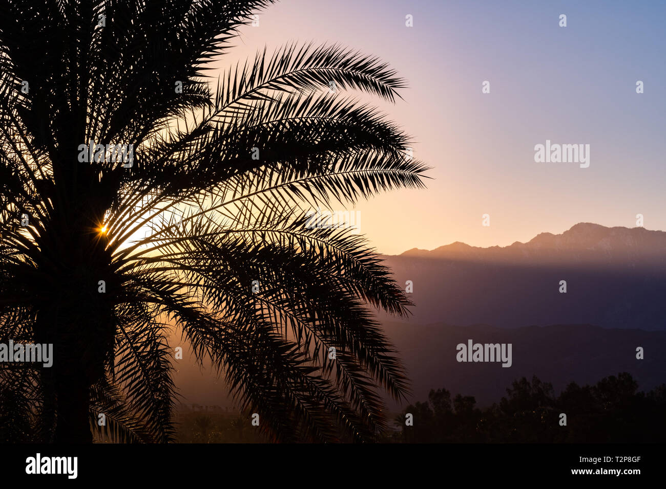 Sonnenlicht leuchtenden Palmen bei Sonnenuntergang, Palm Springs, Kalifornien Stockfoto
