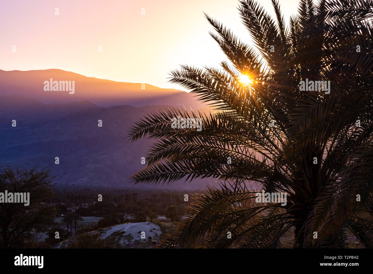 Sonnenlicht leuchtenden Palmen bei Sonnenuntergang, Palm Springs, Kalifornien Stockfoto