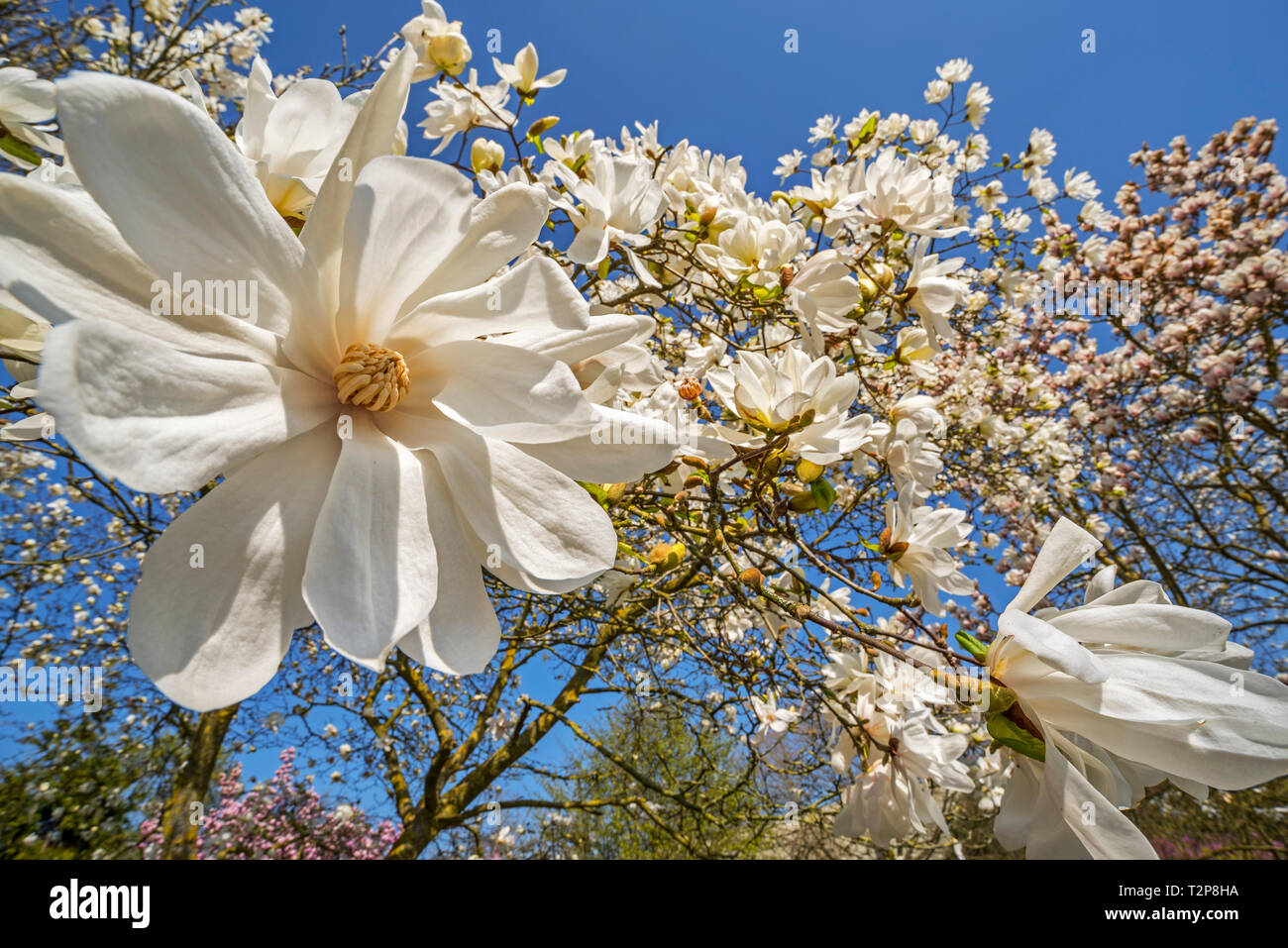 Nahaufnahme der Blüte Magnolia stellata zwei Steine/star Magnolia weiße Blumen im Frühling Stockfoto
