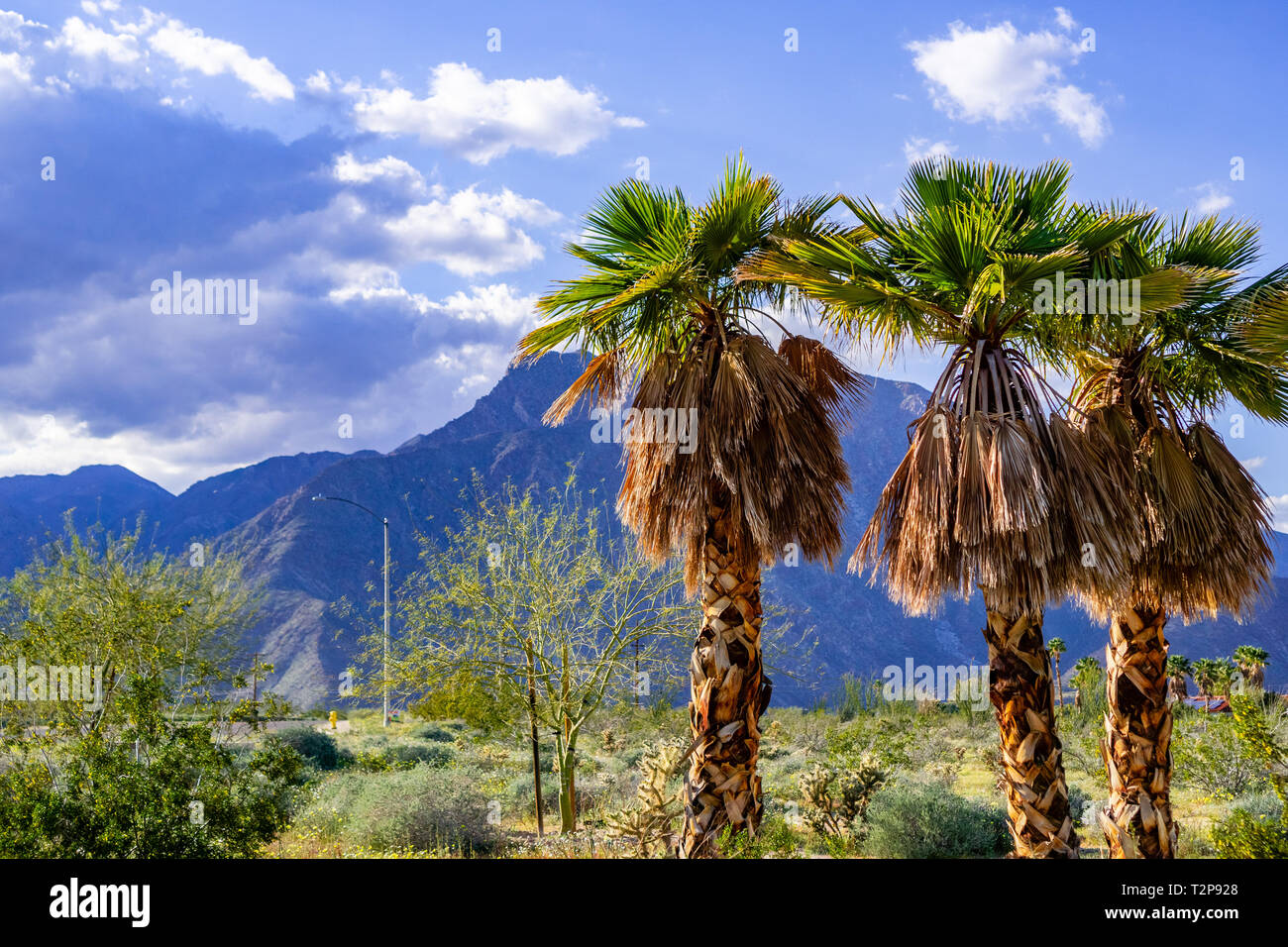 Eine Gruppe von Palmen in den Borrego Springs, Kalifornien Stockfoto