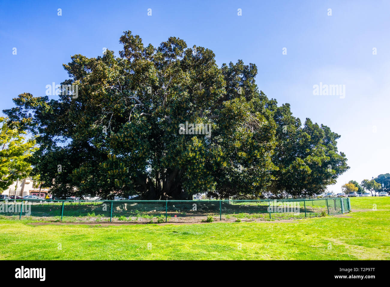 Große Moreton Bay Feigenbaum (Ficus macrophylla) Baum im Balboa Park, älter als 100 Jahre (1915), San Diego, Kalifornien Stockfoto