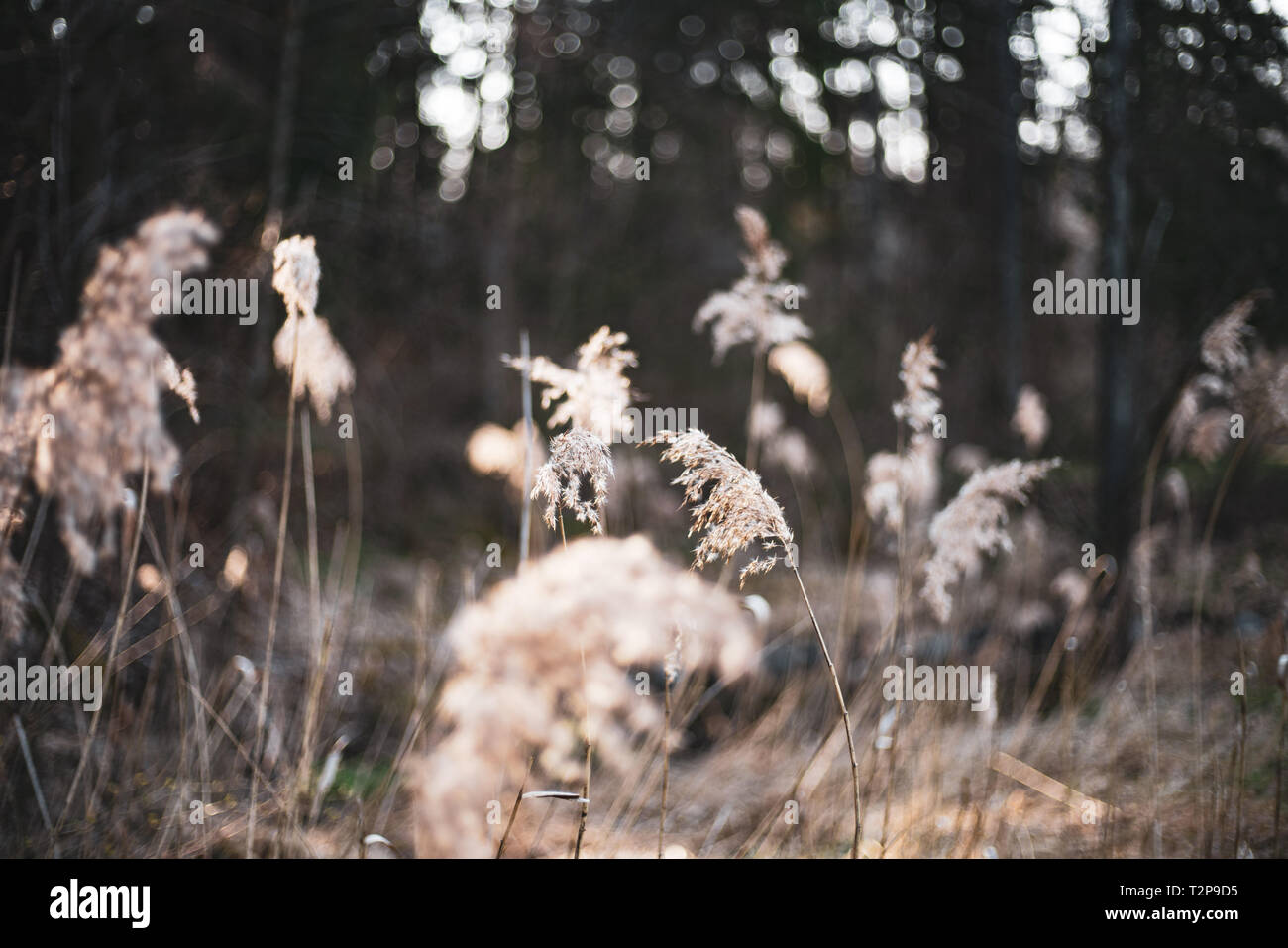 Trockenes Schilf in Deutschland Stockfoto