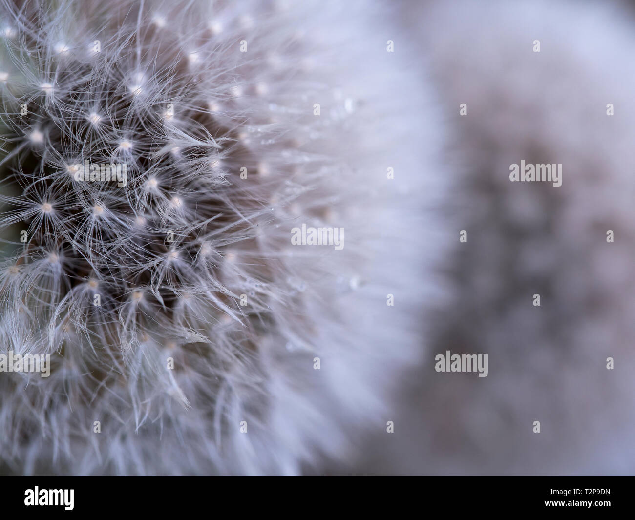 Ich mag wirklich dews auf die Blumen in den Morgen zu beobachten, sie machen die Blume lebendiger als sonst. Stockfoto