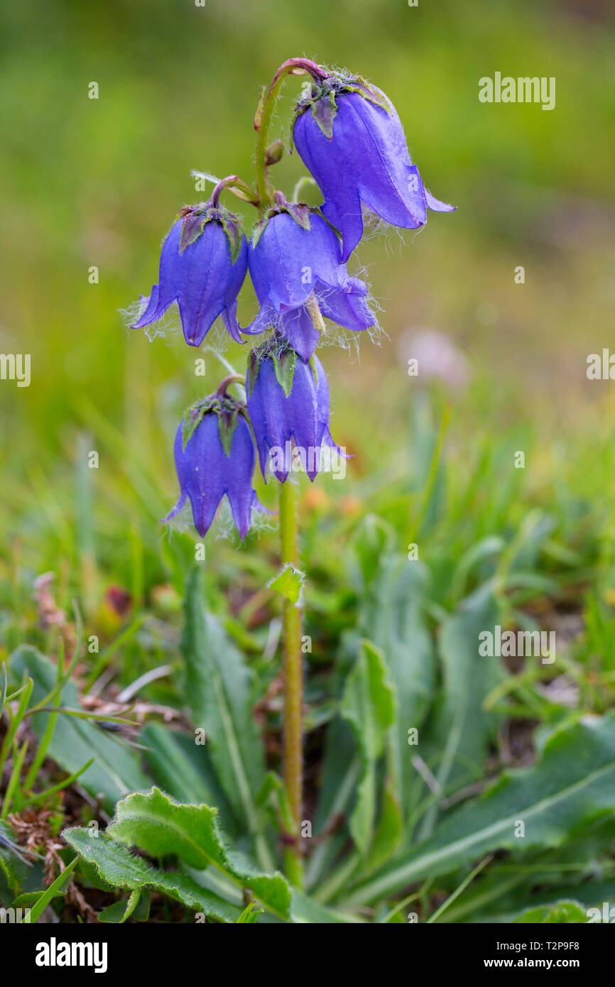 Bärtige Glockenblume (Campanula lanceolata) in Blüte in den Alpen im Sommer Stockfoto